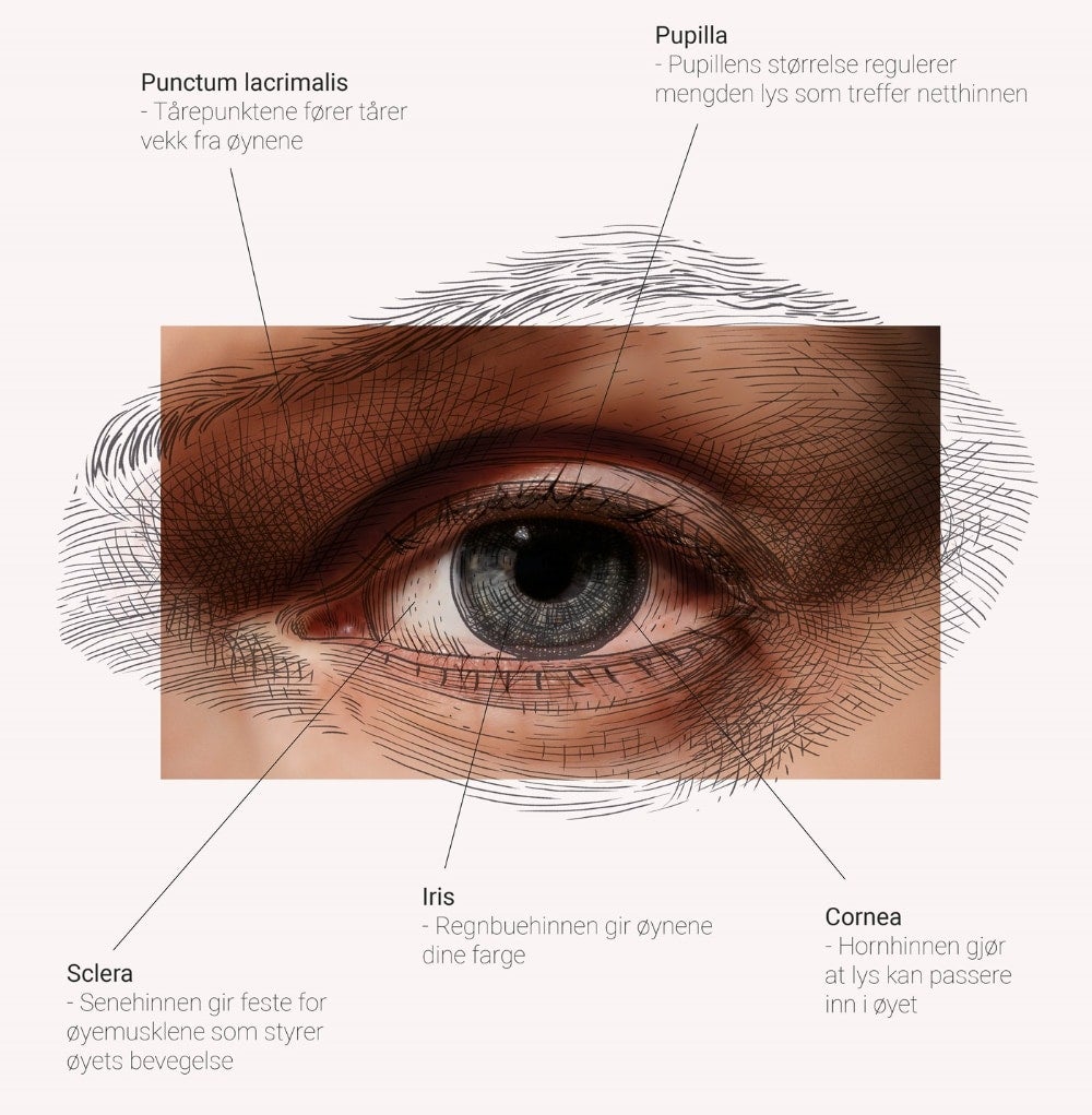 Bilde som viser øyets forskjellige bestanddeler